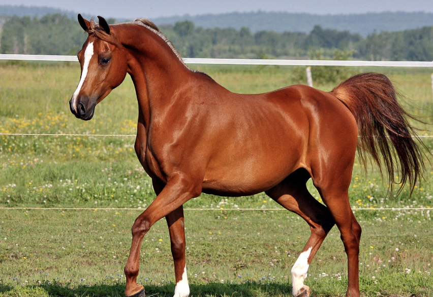 boiterie cheval